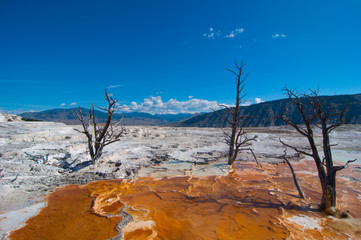 Freunde für immer. Drei abgestorbene Bäume im Yellowstone Nationalpark.