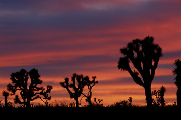 Naklejka na ściany i meble Silhouettes of Joshua trees (yucca brevifolia) and red clouds at dusk in Joshua Tree National Park California USA