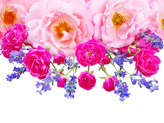 Pink curly roses, vibrant pink roses and provence lavender isolated on white