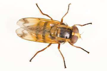 Hoverfly (Volucella inanis)