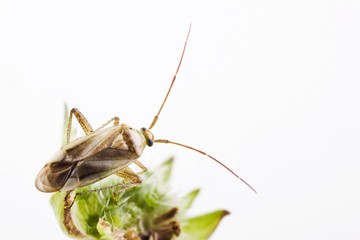 Alfalfa Plant Bug (Adelphocoris lineolatus)