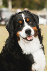 bernese dog portrait