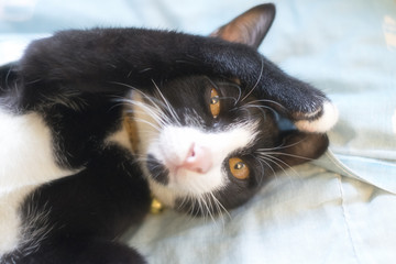 Black cat is putting its leg on the forehead like it's thinking something or worry.