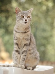 Young grey-tigered cat sitting on a chair