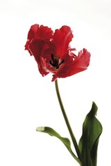 Red Parrot Tulip (Tulipa)