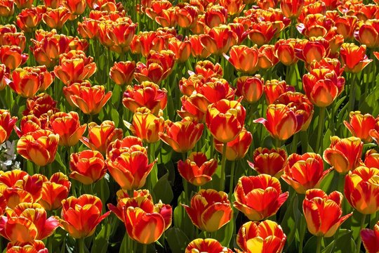 Red-yellow Tulips, Darwin Hybrid Tulip, species Banja Luka (Tulipa Banja Luka)