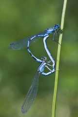 Azure Damselfly (Coenagrion puella) mating