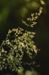 Close-up shot of white field flowers at sunset