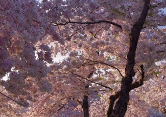 Tree full of pink cherry blossoms in spring
