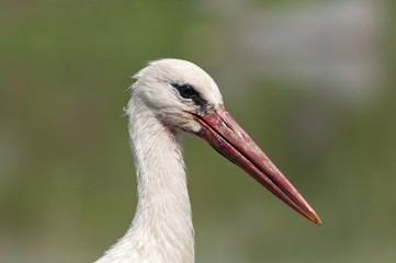 White Stork (Ciconia ciconia), portrait, Lake Kerkini, Greece, Europe