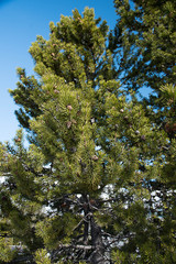 Obraz premium Pine tree