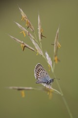 Common Blue (Polyommatus icarus)