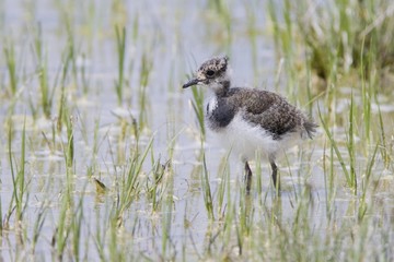 Northern Lapwing, Peewit or Green Plover (Vanellus vanellus), young bird, Apetlon, Burgenland, Austria, Europe