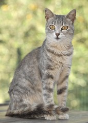Naklejka na ściany i meble Young grey-tigered cat sitting on a table