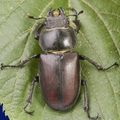 Stag beetle (Lucanus cervus)