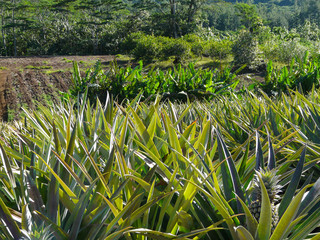 green grass of Anans in Moorea Polynesia in the morning