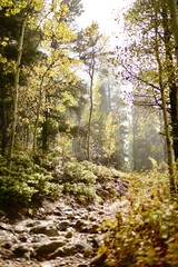 Obraz premium Fall Hike