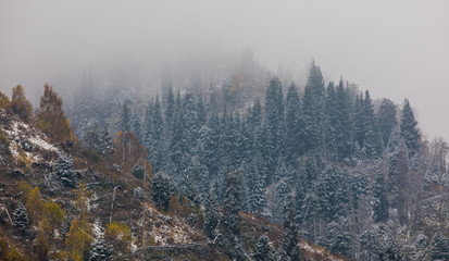 fog in the fir forest in the mountains