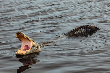 Alligator showing off his teeth at Huntington Beach State Park, South Carolina