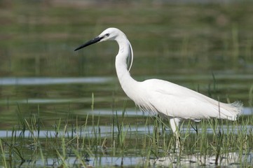 Fototapeta premium Little Egret (Egretta garzetta), foraging, Lake Kerkini, Greece, Europe