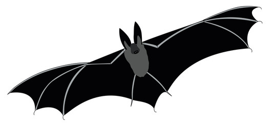 Fledermaus, Langohrfledermaus, fliegendes Säugetier, (Plecotus)