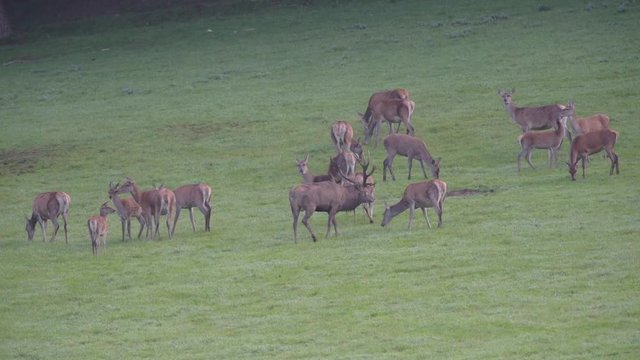 brame du cerf