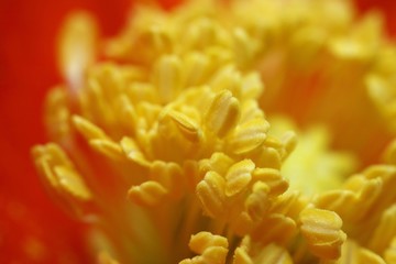 Stamens, poppy, Papaver nudicaule