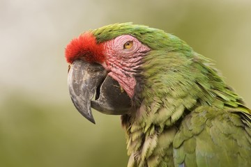 Military Macaw (Ara militaris), Ecuador, South America