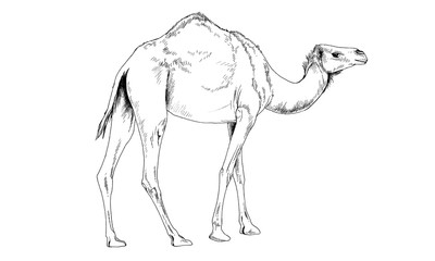 camel drawn in ink by hand in full growth on a white background