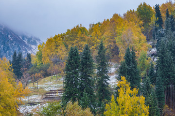 Fototapeta premium Deciduous forest in the autumn in the mountains, Kazakhstan, Almaty, Medeo