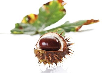 Horse-chestnut or Conker (Aesculus hippocastanum) and chestnut leaf