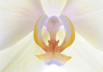 Orchid (Phalaenopsis)