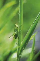 Short-winged Cone-head (Conocephalus dorsalis)