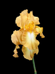 iris, isolated, background, black, flower, nature, bloom, purple, beautiful, summer, plant, blossom, beauty, spring, floral, petal, flora, blue, white, yellow, garden, stem, closeup, green, blooming, 