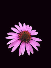 echinacea, coneflower, background, purpurea, black, isolated, purple, flower, nature, plant, pink, garden, blossom, petal, bloom, blooming, single, closeup, beautiful, beauty, flora, medicinal, red, p