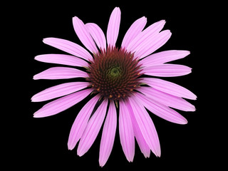 Obraz premium echinacea, coneflower, background, purpurea, black, isolated, purple, flower, nature, plant, pink, garden, blossom, petal, bloom, blooming, single, closeup, beautiful, beauty, flora, medicinal, red, p