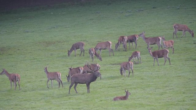 brame du cerf