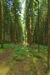 Fototapeta premium słońce w lesie