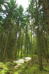 Fototapeta na wymiar sunshine in the forest