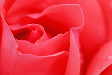 Obrazy na Szkle  Kwiat róży (Rosa), Regionalna Wystawa Ogrodnicza, Ulm, Badenia-Wirtembergia, Niemcy, Europa