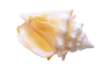 Shell, snail shell