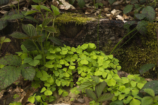 oxalis acetosella or clover plant growing wild in the green forest soil