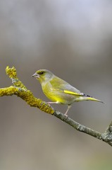 European Greenfinch (Carduelis chloris)