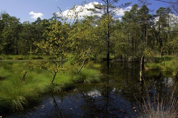 Fototapeta na wymiar Moor in the Lueneburg Heath in autumn - nature reserve Pietzmoor, Schneverdingen, nature reserve Lueneburg Heath, Lower Saxony, Germany, Europe,, Europe