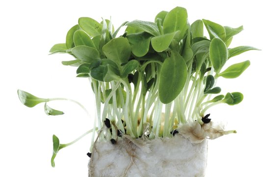 Borage cress