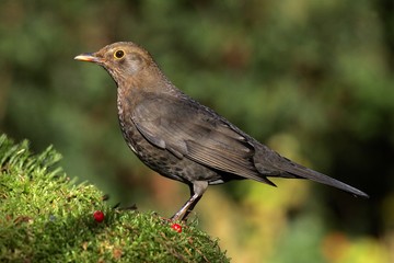 Blackbird - female (Turdus merula)