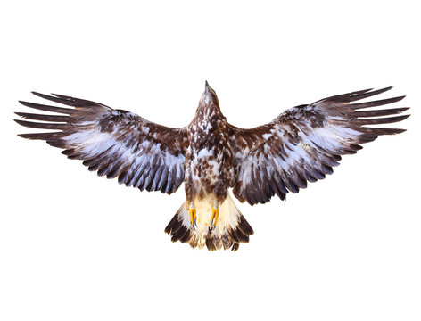 Golden Eagle flying. Bird of prey on white background. Wildlife theme.