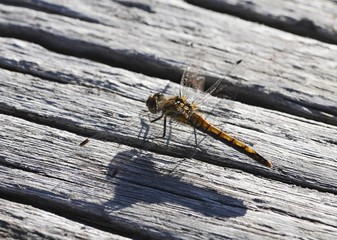Black Darter (Sympetrum danae), female, Germany, Europe