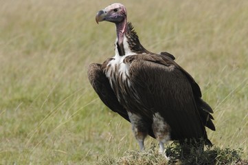 Vulture, Masai Mara National Reserve, Kenya, Africa
