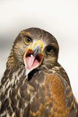 Buzzard or Hawk (Buteo)
